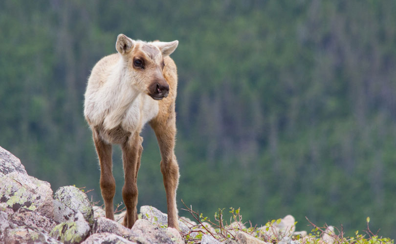 Le caribou de la Gaspésie est une espèce en voie de disparition. (Photos : Frédéric Lesmerises)