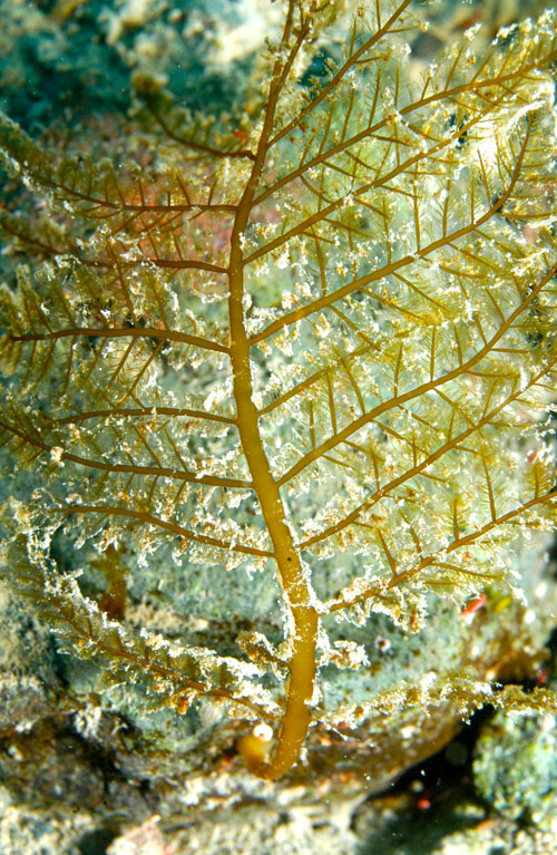 Juvénile de l’algue brune Desmarestia spp. (Photo : Ignacio Garrido MSc.)