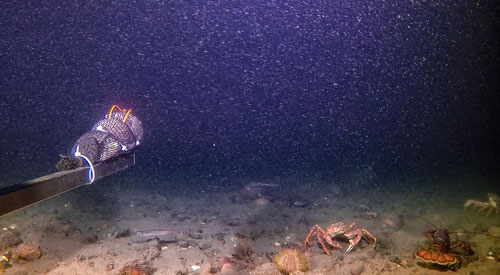 Les crabes, les homards et les poissons sont attirés par l'appât.