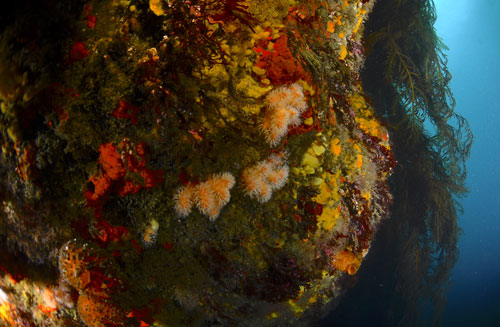 Organismes marins bentiques à Islote Artiga. (Photo : Ignacio Garrido MSc.)