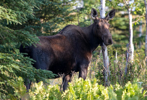 (Photo : Frédéric Lesmerises)