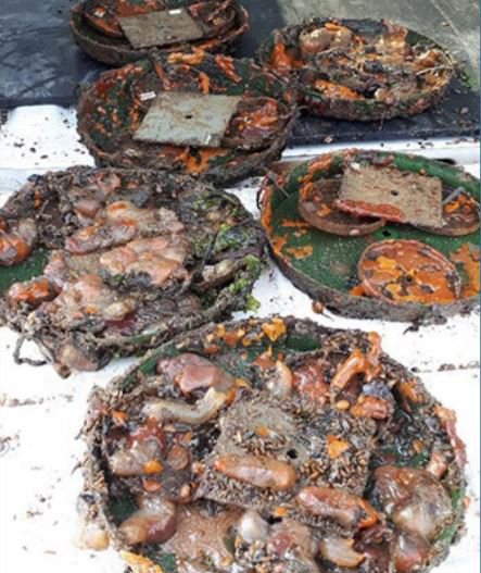 Collecteur à espèces envahissates retirés des quais de Cap-aux-Meules aux Îles-dela-Madeleine. (Crédit photo : courtoisie)